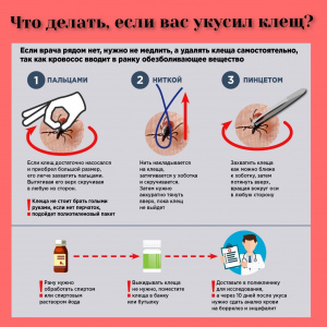 Что делать, если вас укусил клещ?