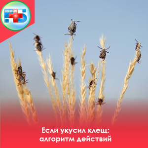 Если укусил клещ: алгоритм действий	