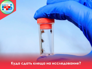 Куда сдать клеща на исследование?