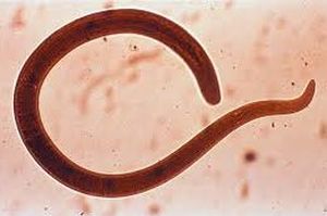 Осторожно паразит!